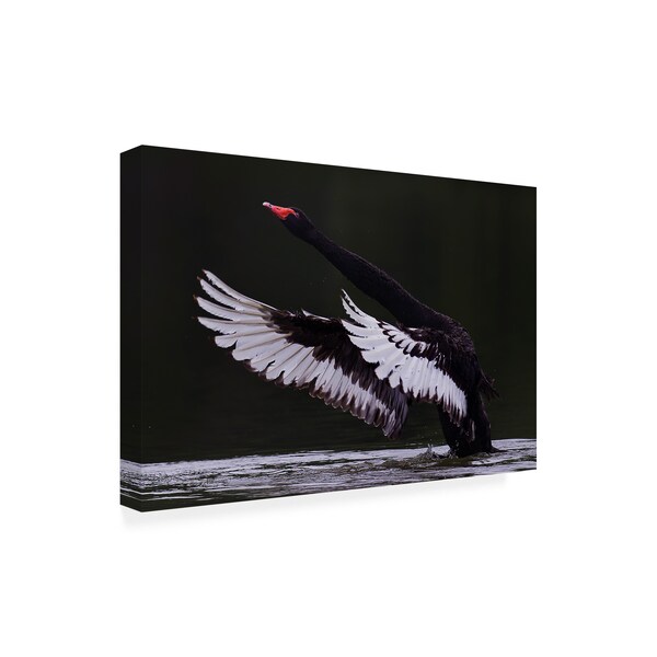 C.S. Tjandra 'Black Swan' Canvas Art,22x32